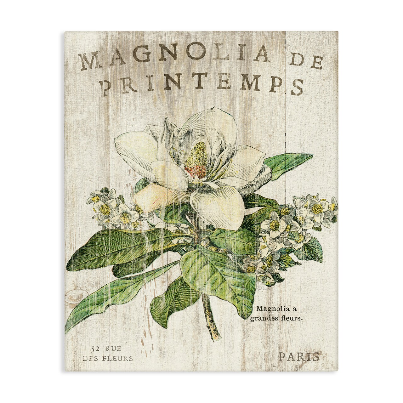Stupell Industries French Magnolias In Spring Canvas Wall Art